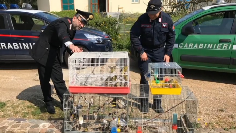 Vendita illegale di uccelli protetti in Campania: 2 arresti - Pupia.tv